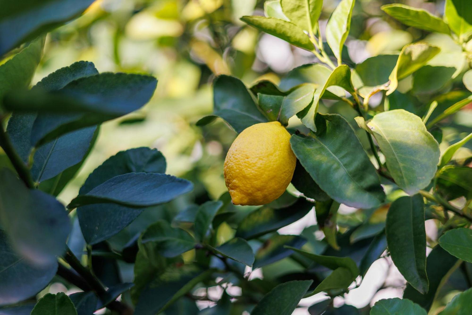Limoneros 3* Moraira